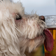 Illustration for article titled Busch unveils “foster a dog, get free beer” promotion